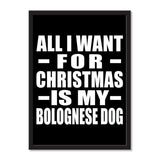 All I Want For Christmas Is My Bolognese Dog - Portrait Frame Photo Tile