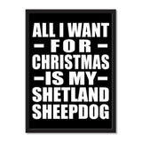 All I Want For Christmas Is My Shetland Sheepdog - Portrait Frame Photo Tile