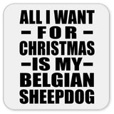All I Want For Christmas Is My Belgian Sheepdog - Drink Coaster