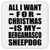 All I Want For Christmas Is My Bergamasco Sheepdog - Drink Coaster