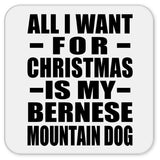 All I Want For Christmas Is My Bernese Mountain Dog - Drink Coaster
