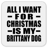 All I Want For Christmas Is My Brittany Dog - Drink Coaster