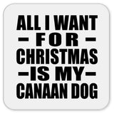 All I Want For Christmas Is My Canaan Dog - Drink Coaster