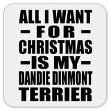 All I Want For Christmas Is My Dandie Dinmont Terrier - Drink Coaster