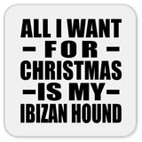 All I Want For Christmas Is My Ibizan Hound - Drink Coaster