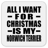 All I Want For Christmas Is My Norwich Terrier - Drink Coaster