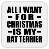 All I Want For Christmas Is My Rat Terrier - Drink Coaster