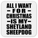 All I Want For Christmas Is My Shetland Sheepdog - Drink Coaster