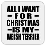 All I Want For Christmas Is My Welsh Terrier - Drink Coaster