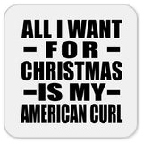 All I Want For Christmas Is My American Curl - Drink Coaster