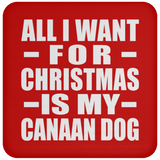 All I Want For Christmas Is My Canaan Dog - Coaster