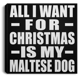 All I Want For Christmas Is My Maltese Dog - Canvas Square