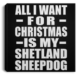 All I Want For Christmas Is My Shetland Sheepdog - Canvas Square