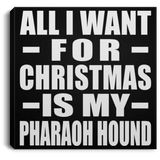 All I Want For Christmas Is My Pharaoh Hound - Canvas Square