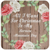 All I Want For Christmas Is My Bernese Mountain Dog - Drink Coaster B