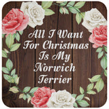 All I Want For Christmas Is My Norwich Terrier - Drink Coaster A