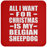 All I Want For Christmas Is My Belgian Sheepdog - Coaster