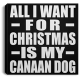 All I Want For Christmas Is My Canaan Dog - Canvas Square