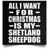 All I Want For Christmas Is My Shetland Sheepdog - Poster Square