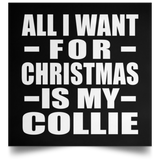 All I Want For Christmas Is My Collie - Poster Square