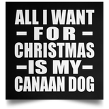 All I Want For Christmas Is My Canaan Dog - Poster Square