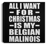All I Want For Christmas Is My Belgian Malinois - Canvas Square